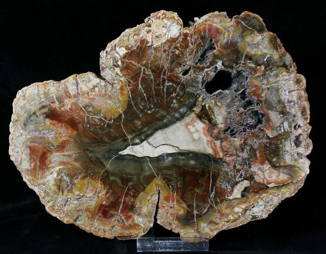 Colorful Petrified Wood (Araucaria) Slab - #19585